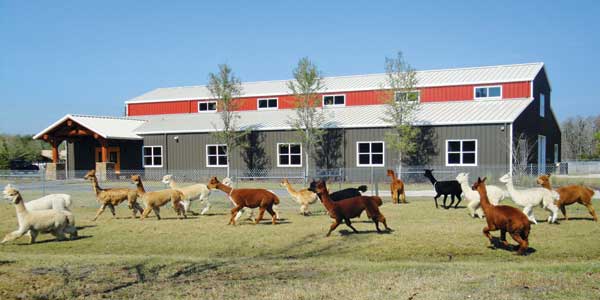 National Alpaca Farm Days